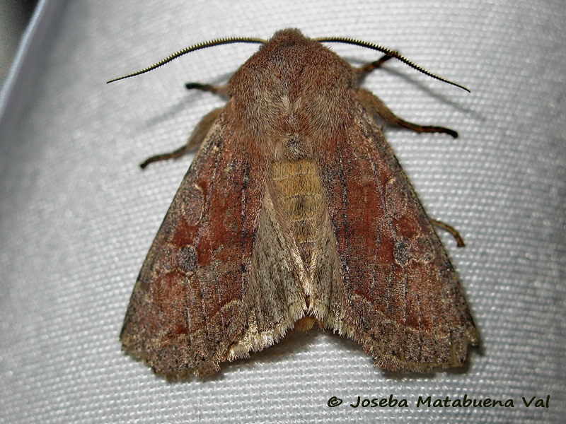 Orthosia (Orthosia) incerta - Noctuidae